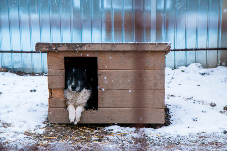 AXON Soft team shares food and love for dogs from the “Arca lui Noe” shelter